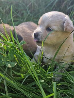 Jack Russell mix Welpen - Kandern