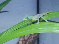 Anolis trinitatis, St. Vincent Anolis - Röderland