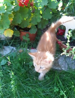 Kleine Katzen sucht neues zu Hause - Augsburg