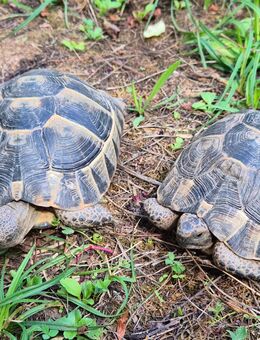 Maurische Landschildkröten adult Pärchen - Frankfurt (Main) Nordend-Ost