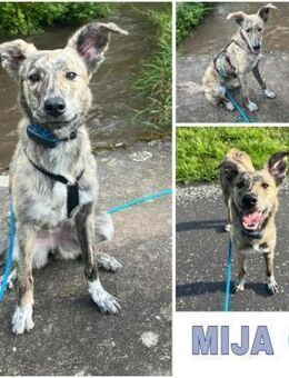 MIJA -Rundum tolle Junghündin- - Duisburg