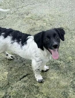 Anton Kokonimix Rüde 6 Monate in GR - Reutlingen