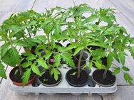 5 Tomaten Pflanzen Tomatenpflanze 24 cm - Kaarst Zentrum