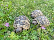 Griechische Landschildkröten aus Rhein-Main abzugeben - Neu Isenburg