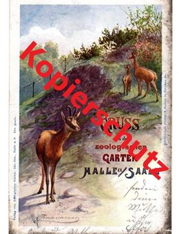Alte Ansichtskarte „Gruss aus dem zoologischen Garten Halle a/Saale“, 1909 - Landsberg
