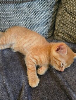 Katzen Babys - Durach