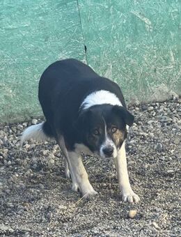 Louie - braucht Dich - Dreikirchen