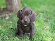 Isabelle aus genehmigter Hybrid-Verpaarung (Deutsch Kurzhaar x Weimaraner) - Nettetal