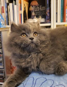 2 BKH - PERSER Mischlingskitten suchen ein neues liebevolles, dauerhaftes Zuhause. - Berlin