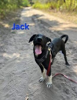 🐾💐Jack sucht seine Menschen💐🐾 - Elsenfeld