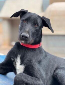 Lala -aktive Podenco-Labrador-Mix Hündin - Bad Camberg