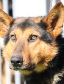 Shoi - ruhig u. sehr anhänglich - Lohra