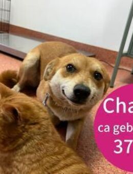 Charlize sucht eine liebevolle Familie! - Beltheim