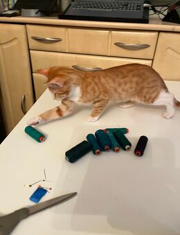 Süßer Kater Kitten Kätzchen 3 Monate alt - Sögel