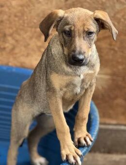 Amicitia - kleine Zuckerschnute 🐾 - Elsdorf (Nordrhein-Westfalen)