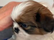 Reinrassige SHIH TZU WELPEN MIT HERZ & HERKUNFT Aus liebevoller Familienzucht – Abgabe ab dem 10.07.2025