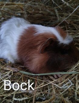 Meerschweinchen Bock 8 Wochen - Högsdorf