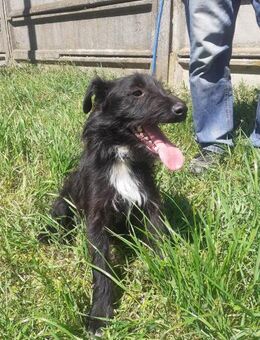 Dinamo ist ein liebes Kerlchen ! - Dortmund