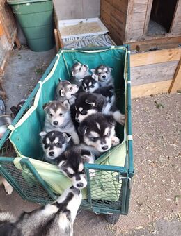 Alaska Malamute Husky Mix - Brück