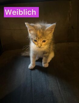 Liebevolles BabyKatzen/ Kitten - Balingen