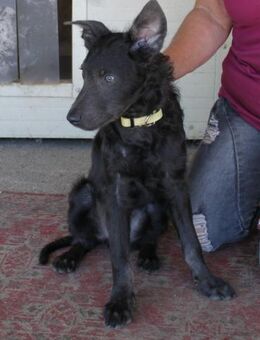 Sanfter Szike in 38268 Lengede-Broistedt - Essen