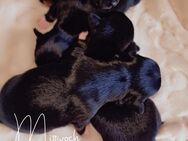 4 wunderschöne Chihuahua Welpen - Heinsberg Zentrum