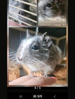 3 Degu männchen mit stall und zubehör - Kaltenkirchen