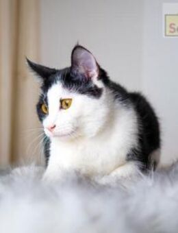 PIPO Schmusekitten sucht Happy Home - Bad Camberg