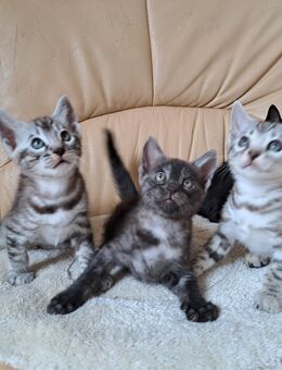 Fantastische Bengal Mädels smoke und melanistic - Haßloch