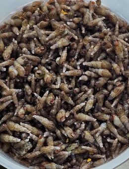 Turmdeckelschnecke eine Hand voll abzugeben - Verden (Aller)