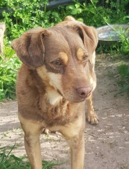 Bambi-freundlich,verspielt und agil - Haan