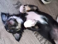 Reinrassige langhaar Chihuahua Babys abzugeben, sehr verspielt, verkuschelt und lebhaft! - Schmitten