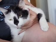 verschmuster Tommy (Felv-positiv) - Margetshöchheim