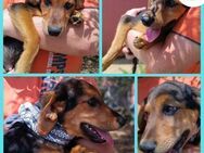 Bimini Welpe Jagdhund Mischling Rüde - Margetshöchheim