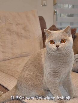 Bkh Katze in fawn, kastriert, mit Stammbaum sucht Kuschelpersonal - Dortmund