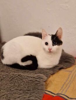 Sunshine überlebt Fahrt im Motorraum - Augsburg