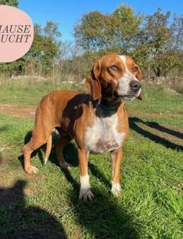 Menschenbezogene VENEZIA sucht ZH ❤️ - Saarbrücken