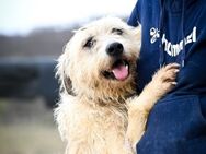 Maximus; stürmisch verspielter Big Boy - Geilenkirchen