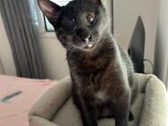 Handicap Katze Luna - Grevenbroich
