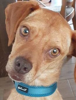 Marlow sucht Zuhause - Mudersbach