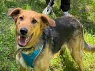 GERDA sucht liebevolle Familie - Mainhardt