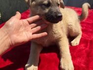 💖🐾 Kleine Entdeckerin Welpe Bella💖 - Eislingen (Fils)