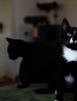 Junger Kater TIBERIUS sucht sein Zuhause - Berlin