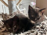 Siam-Mix Katzenbabys zu verkaufen ❤️ - Sinsheim