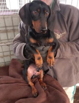 Soma, schüchterner Kurzhaardackel - Remagen