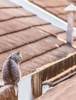 Dachgeschoss-Rohling mit Baugenehmigung - Berlin