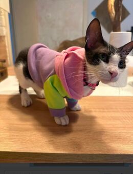 Sphynx Mädchen sucht neues Zuhause - Leverkusen