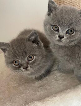 Süße BKH/BLH kitten freuen sich auf ihr neues Zuhause - Buchloe