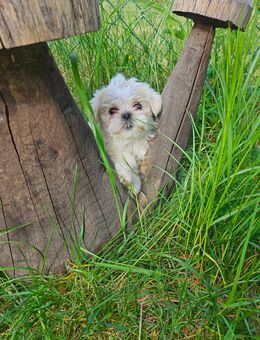 Shih tzu Welpen vom 18.03.2025 - Banzkow
