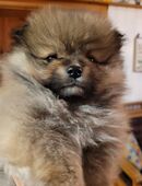 Zwergspitz Pomeranian Welpen- bunte Truppe- in 46286